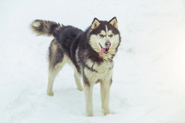 Husky dog