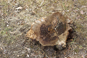 Stump in the grass