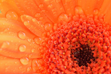 Macro texture of orange colored daisy flower surface with water droplets in horizontal frame