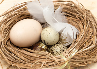 quail eggs in a nest with feather