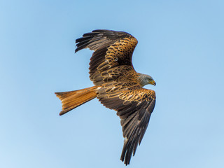 redkite