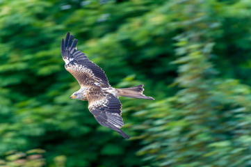 huntig redkite