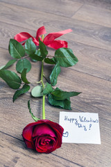 Red rose with message card.Image of Valentines day