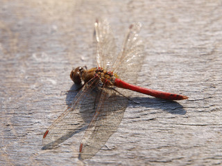 Red dragonfly resting on an old wooden surface