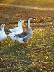 geese on the farm