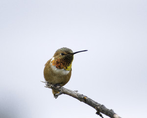 Allen’s Hummingbird (Selasphorus sasin) perches on a branch at the Supulveda Basin Wildlife Reserve, Van Nuys, CA, USA.