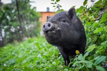 Black cute pot-bellied pig
