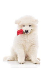 Samoyed puppy with rose on a white background