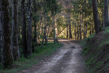Fototapeta na wymiar Rual Road in Pine Tree Forest