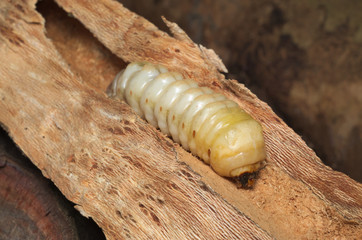 Advanced larval stage of a stag beetle (Lucanus cervus) growing inside dead wood of an old tree
