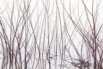 Dry Tree in the Lake