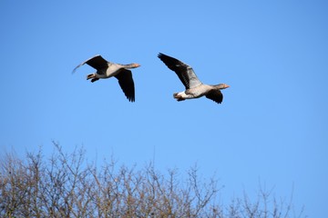 Zwei Wildenten kommen von ihrem Winterquartier zurück in das Wohrata  bei Kirchhain auf dem See Sandboden.