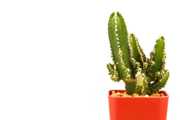 Small Cactus