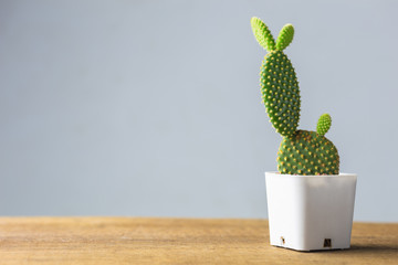Small Cactus 