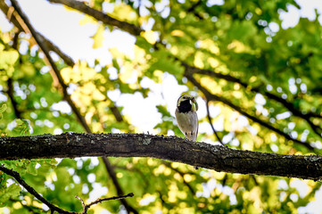 Wagtail sitting on a tree branch