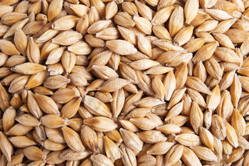 Barley seeds macro background