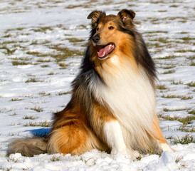 Dark-Sable Collie-Rüde sitzt im Schnee