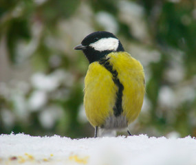titmouse on a snowy table in the winter