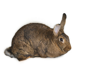 rabbit isolated on a white background