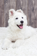 Berger Blanc Suisse puppy fluffy carpet