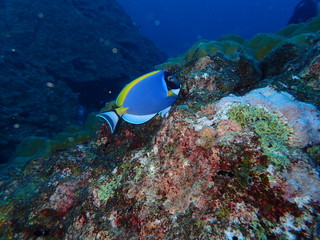 インド洋のパウダーブルーサージョンフィッシュ