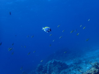 Fototapeta na wymiar インド洋のパウダーブルーサージョンフィッシュ