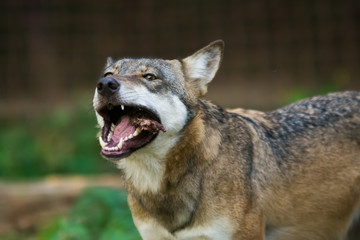 Portrait feeding wolf and fangs