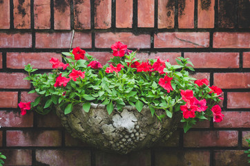 decoration old red brick wall with beautiful flower in pot.