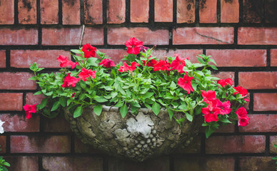 decoration old red brick wall with beautiful flower in pot.