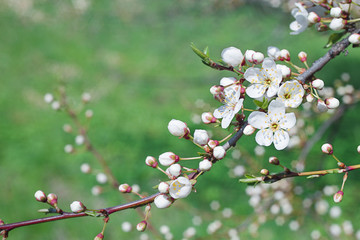 Spring cherry blossom on blur background. Cherry branches with white flowers. 