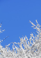 Spring cherry blossoms on blue sky background. Cherry branches with white flowers. 