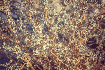 closeup branches, dry bush in the desert, Jordan