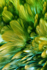 green and yellow color trends feather texture background