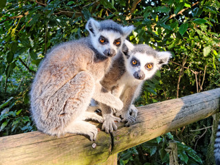 Two lemurs.