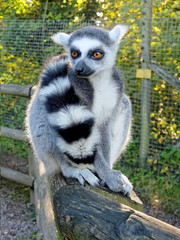 Ring Tailed Lemur.
