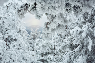magical tree covered with snow, close-up view, in the frosty winter.