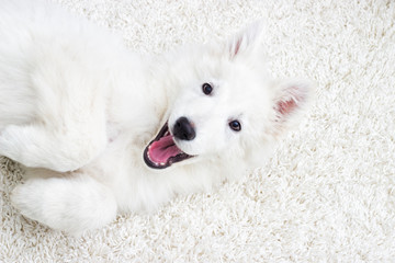 Berger Blanc Suisse puppy fluffy carpet