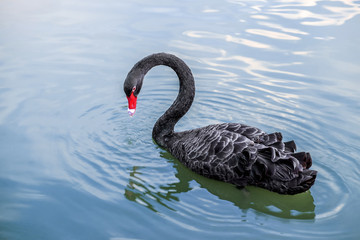 Obraz premium Black Swan (Cygnus atratus) in the lake