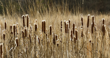 Field of Cat Tails