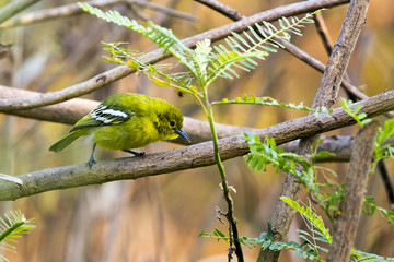 Image of bird (Green-backed Flycatcher; Ficedula elisae) on the branch on nature background. Wild Animals.