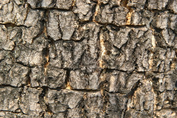 bark
