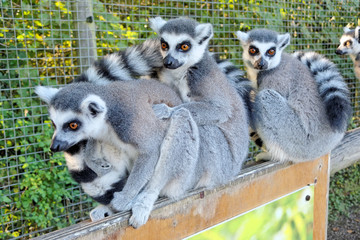 Three lemurs together.