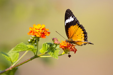 Image of butterfly on flower on nature background. (Common tiger butterfly) Insect Animals.