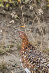 Willow Ptarmigan in Denali National Park in Early Fall