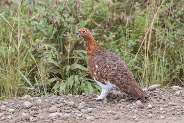 Willow Ptarmigan in Denali National Park in Early Fall