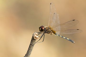 mage of dragonfly perched on a tree branch on nature background. Insect Animals.