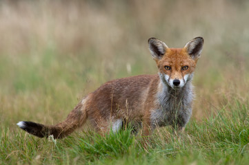 Red Fox (Vulpes vulpes)/Red Fox in summer meadow