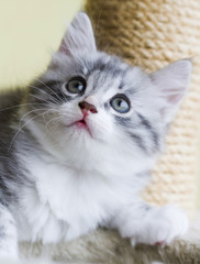 Fototapeta premium baby cat of siberian breed, silver version