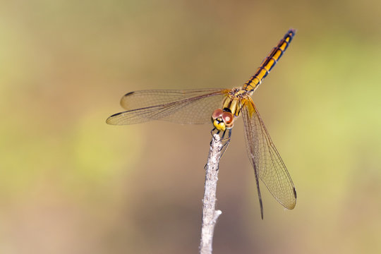 mage of dragonfly perched on a tree branch on nature background. Insect Animals.