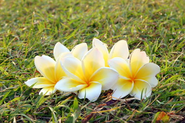 Travel to Bangkok, Thailand. White-yellow flowers of plumeria on the grass.